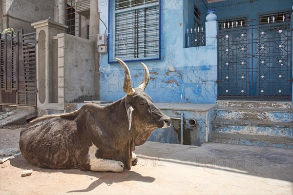 Zebu (Bos primigenius indicus) lying on street