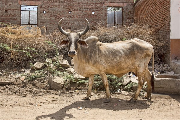 Zebu (Bos primigenius indicus) on road