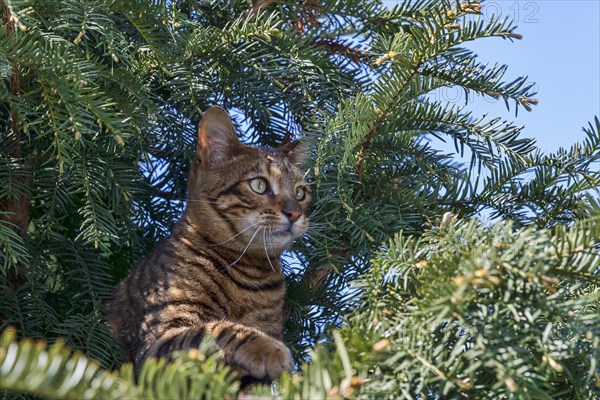 Breedcat Toyger (Felis silvestris catus)