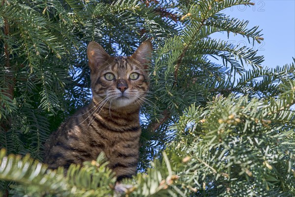 Breedcat Toyger (Felis silvestris catus)