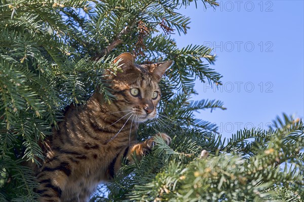 Breedcat Toyger (Felis silvestris catus)