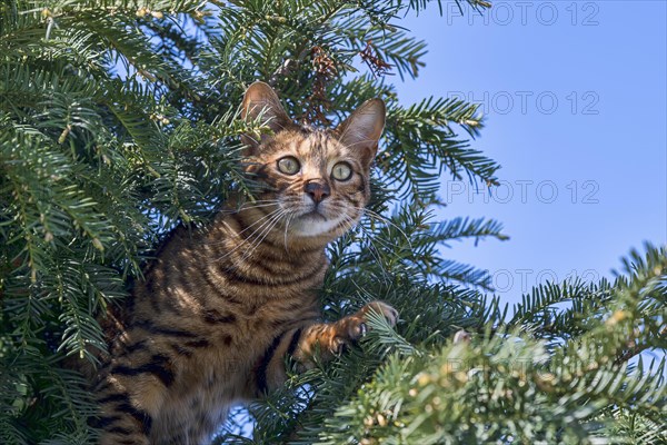 Breedcat Toyger (Felis silvestris catus)