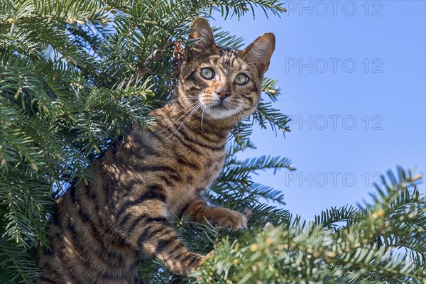 Breedcat Toyger (Felis silvestris catus)