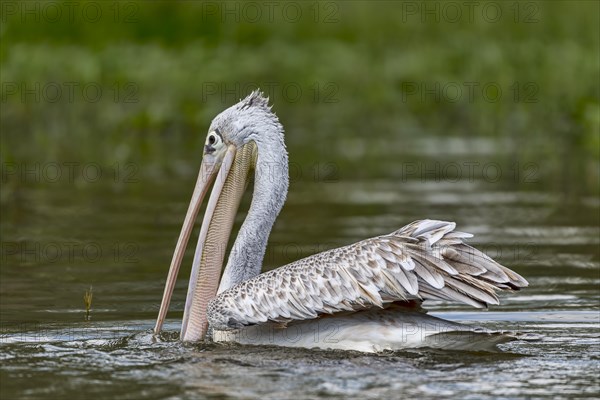 Great white pelican (Pelecanus onocrotalus) juvenil