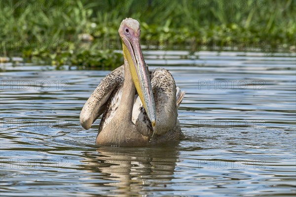 Great white pelican (Pelecanus onocrotalus) juvenil