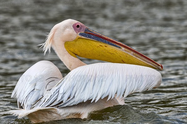 Great white pelican (Pelecanus onocrotalus)