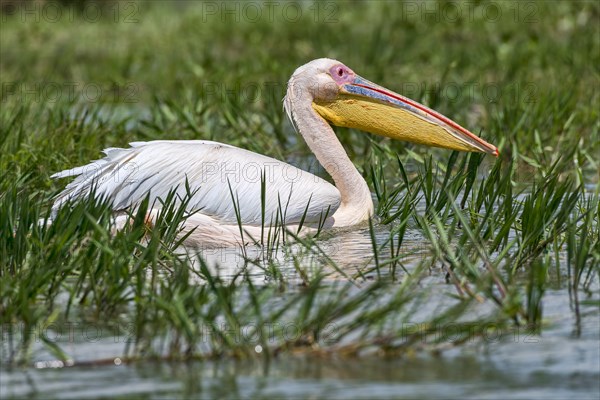 Great white pelican (Pelecanus onocrotalus)