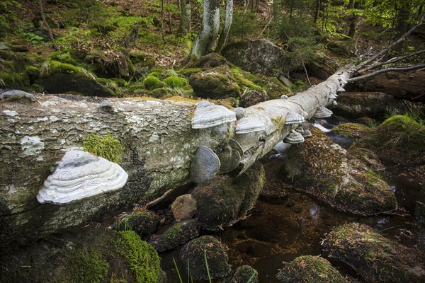 Fallen dead tree with tree sponges above the Kleine Ohe creek