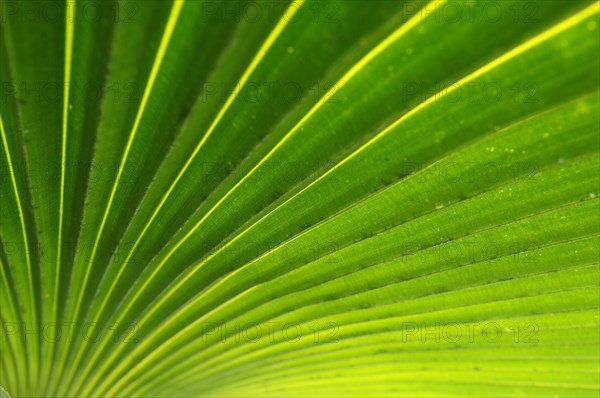 Palm frond (Arecaceae)