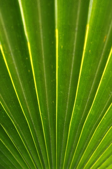 Palm frond (Arecaceae)