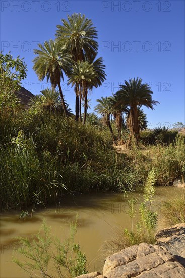 Date palm and water in Iherir Canyon