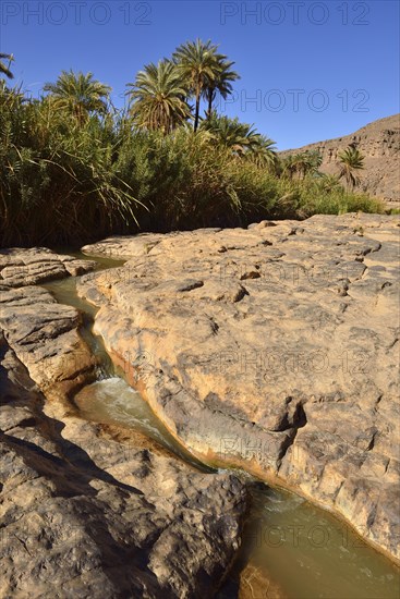 Date palm and water in Iherir Canyon