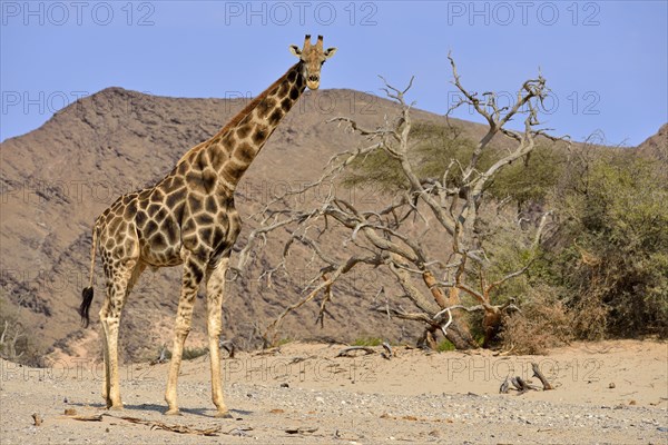 Desert adapted giraffe