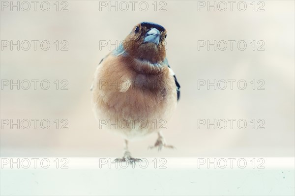 Chaffinch (Fringilla coelebs) lifting one leg