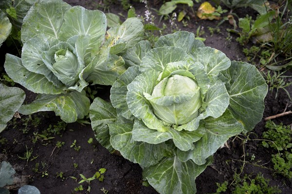 White cabbage (Brassica oleracea convar. Capitata var. Alba) on the field