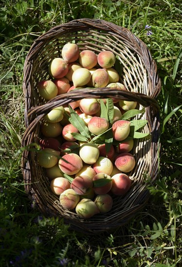 Ripe peaches (Prunus persica) in a basket