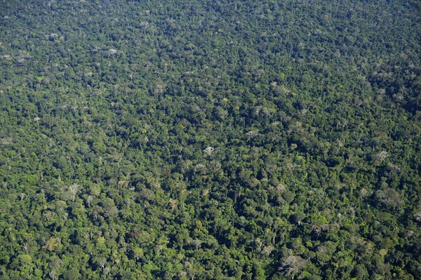 Amazon rainforest between Itaituba and Trairao