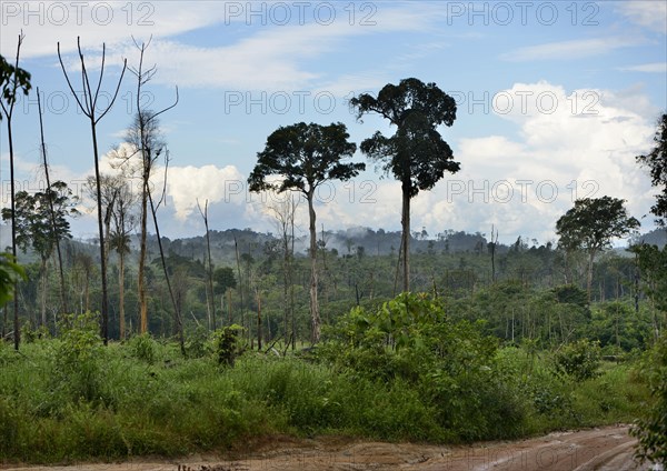 Rainforest a few months after a fire clearing and logging