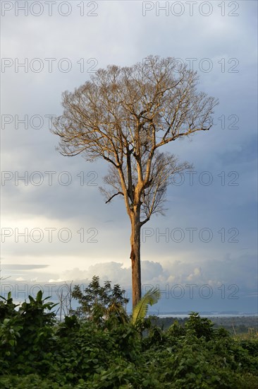 Dead tree in a cleared area