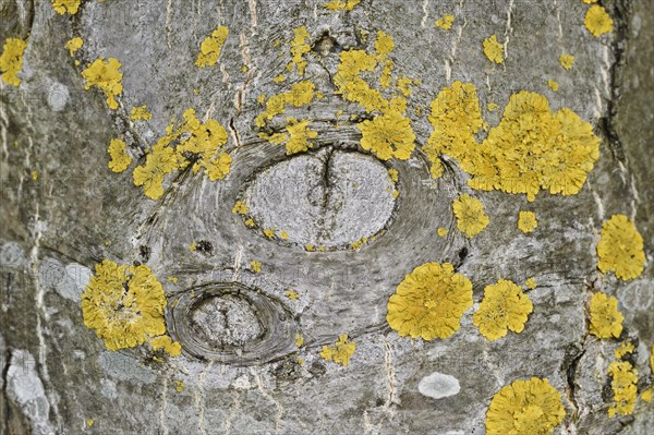 Tree trunk with common orange lichen (Xanthoria parietina) and knotholes