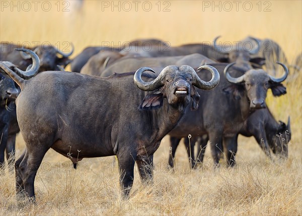 African Buffaloes or Cape Buffaloes (Syncerus caffer)