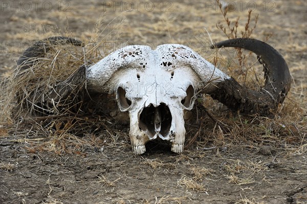 Buffalo skull