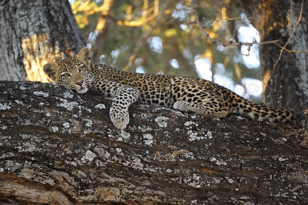 Leopard (Panthera pardus)