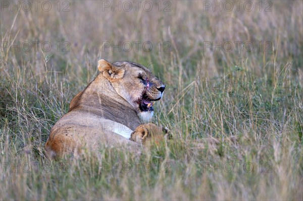 Lioness (Panthera leo) with scarred face suckling her cub