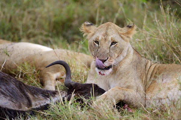 Young lion (Panthera leo) at the kill