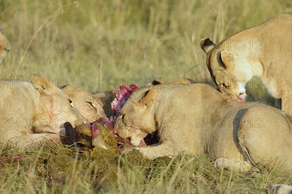 Lionesses (Panthera leo) feeding at the kill