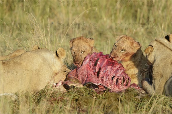 Lionesses (Panthera leo) with pups