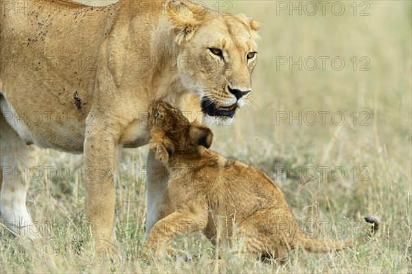 Lioness (Panthera leo) with young