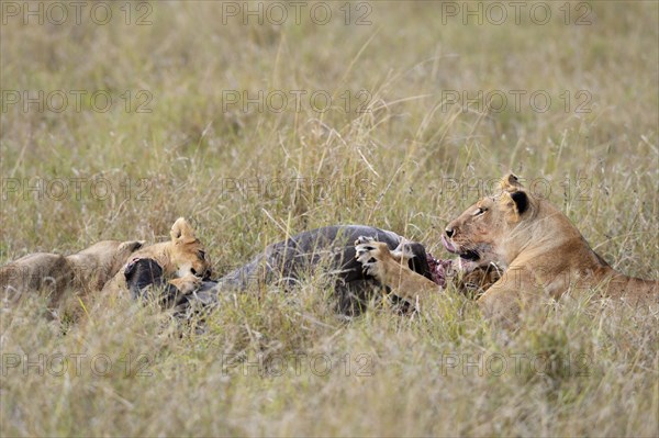 Lionesses (Panthera leo) at the kill