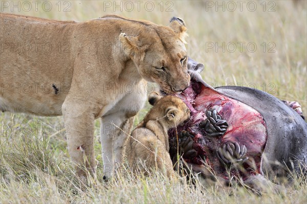 Lioness (Panthera leo) with young