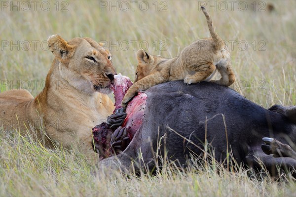 Lioness (Panthera leo) with cub