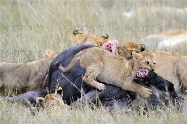 Lions (Panthera leo)