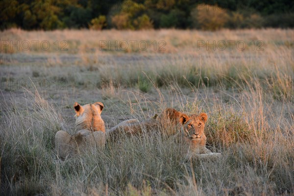 Lions (Panthera leo)