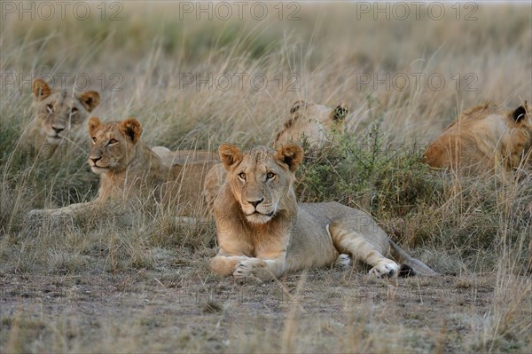 Lions (Panthera leo)