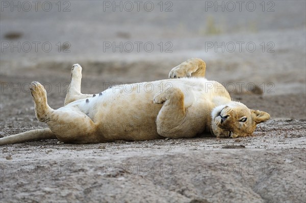 Lioness (Panthera leo) lying on her back