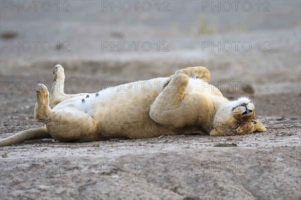 Lioness (Panthera leo) lying on her back