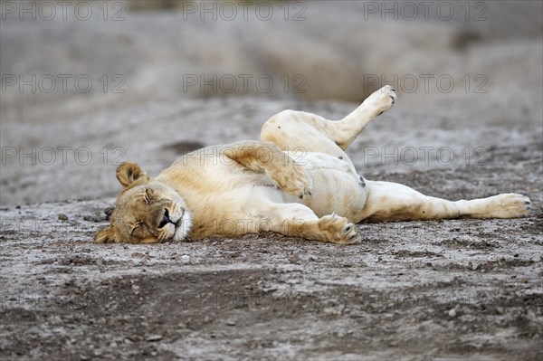 Lioness (Panthera leo)