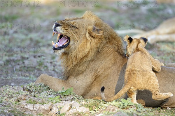 Lion (Panthera leo)