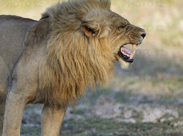 Lion (Panthera leo)