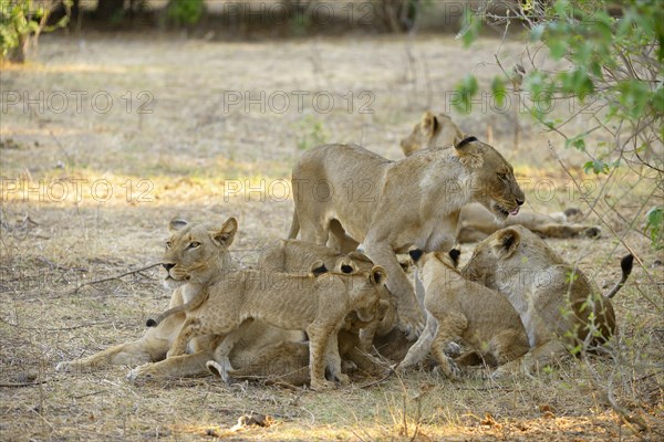 Lions (Panthera leo)