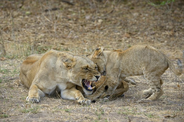 Lioness (Panthera leo)