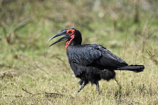 Southern ground hornbill (Bucorvus leadbeateri) foraging