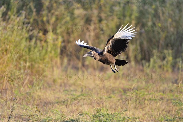 Southern ground hornbill (Bucorvus leadbeateri)