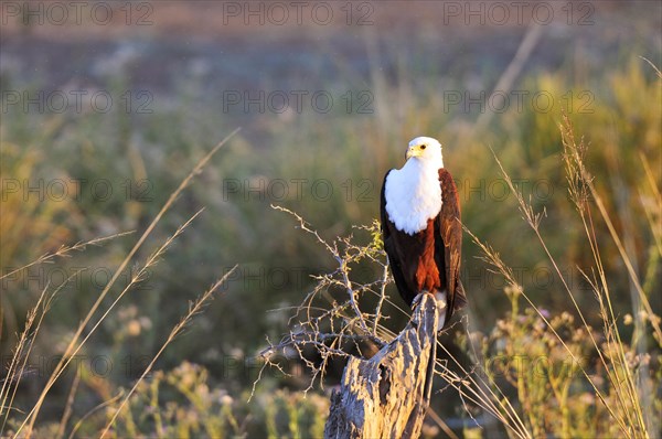 African fish eagle (Haliaeetus vocifer) on a tree trunk