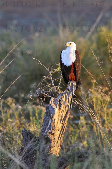 African fish eagle (Haliaeetus vocifer) on a tree trunk