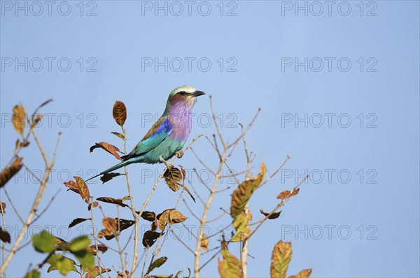 Lilac-breasted roller (Coracias caudatus)